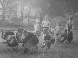 Turkeys in front of house